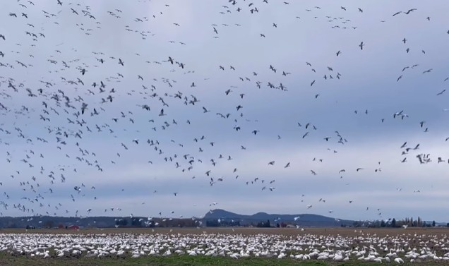 Snow Geese Reported in Skagit Valley Washington