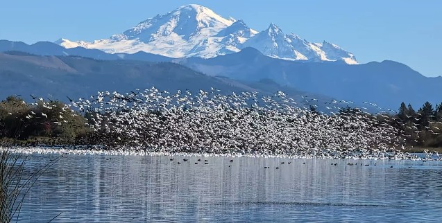 Snow Geese Reported in Wiser Lake, Lynden Washington