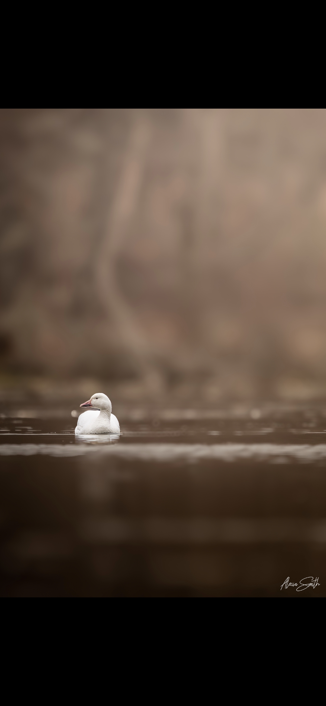 Snow Geese Reported in Palmer Alaska