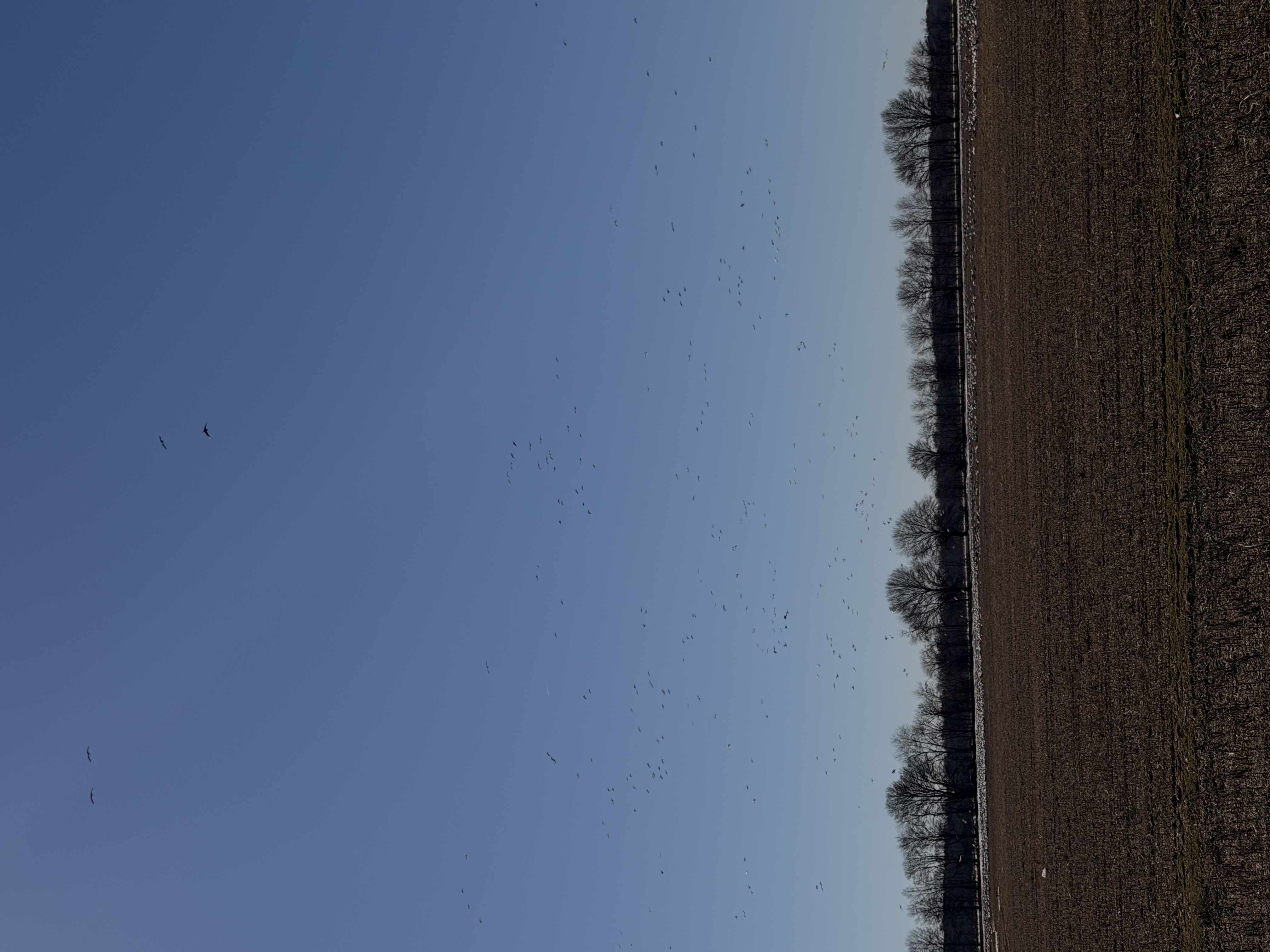 Snow Geese Reported in McCrory Arkansas 2026-02-06 14:45:15