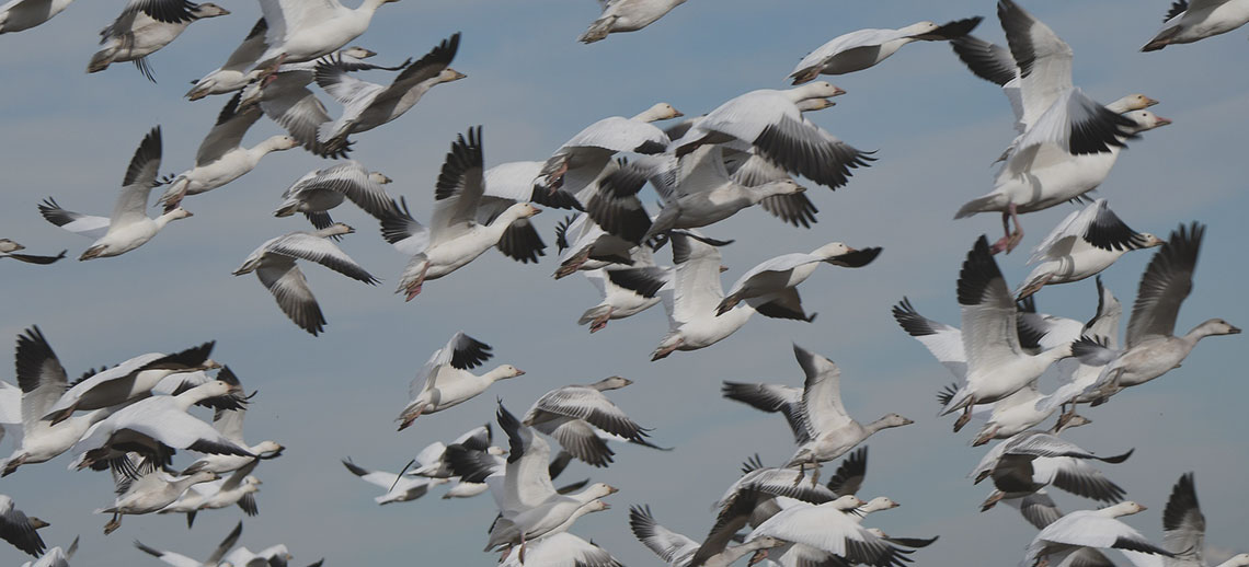 Snow Geese Reported in East mt carmel Indiana 2025-11-13 02:09:41